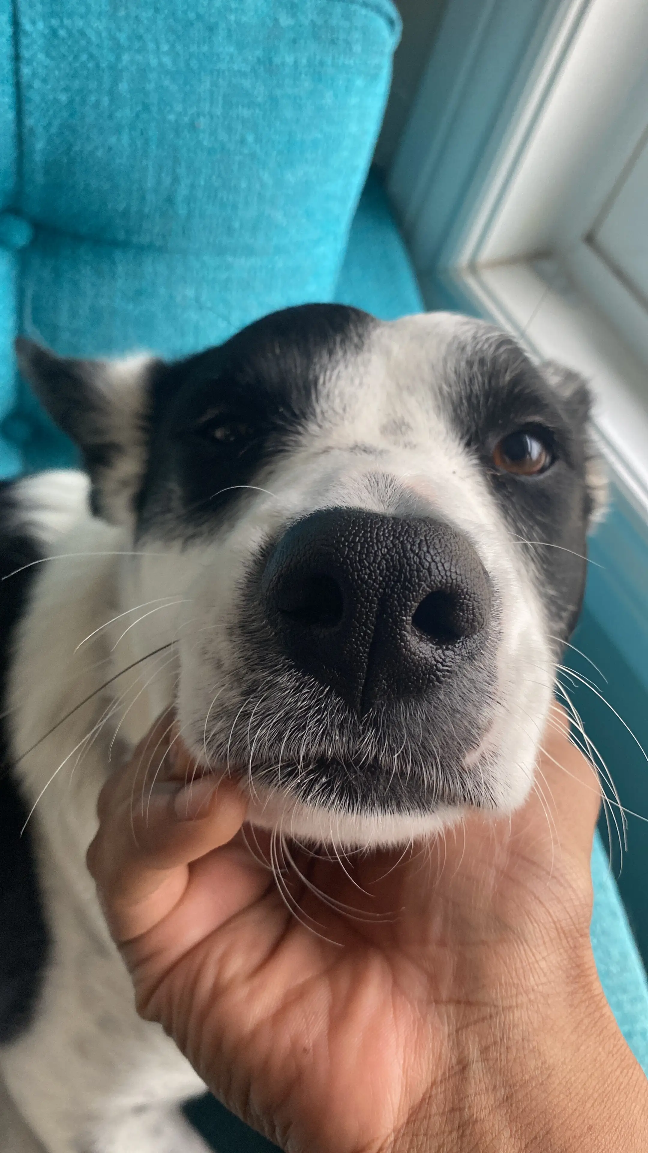 dog overlay